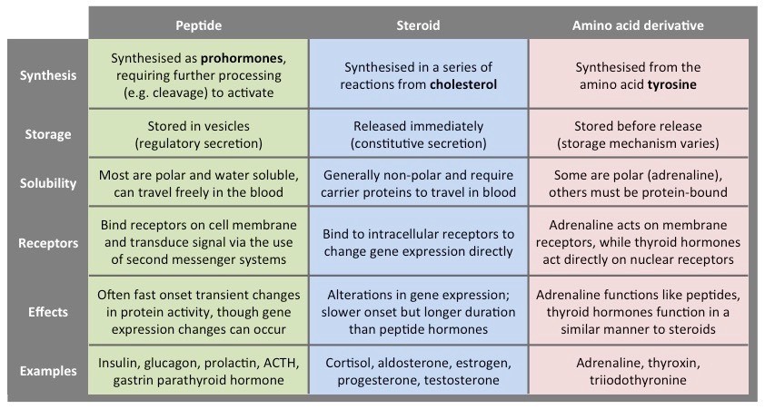 Types of Peptides and Their Uses