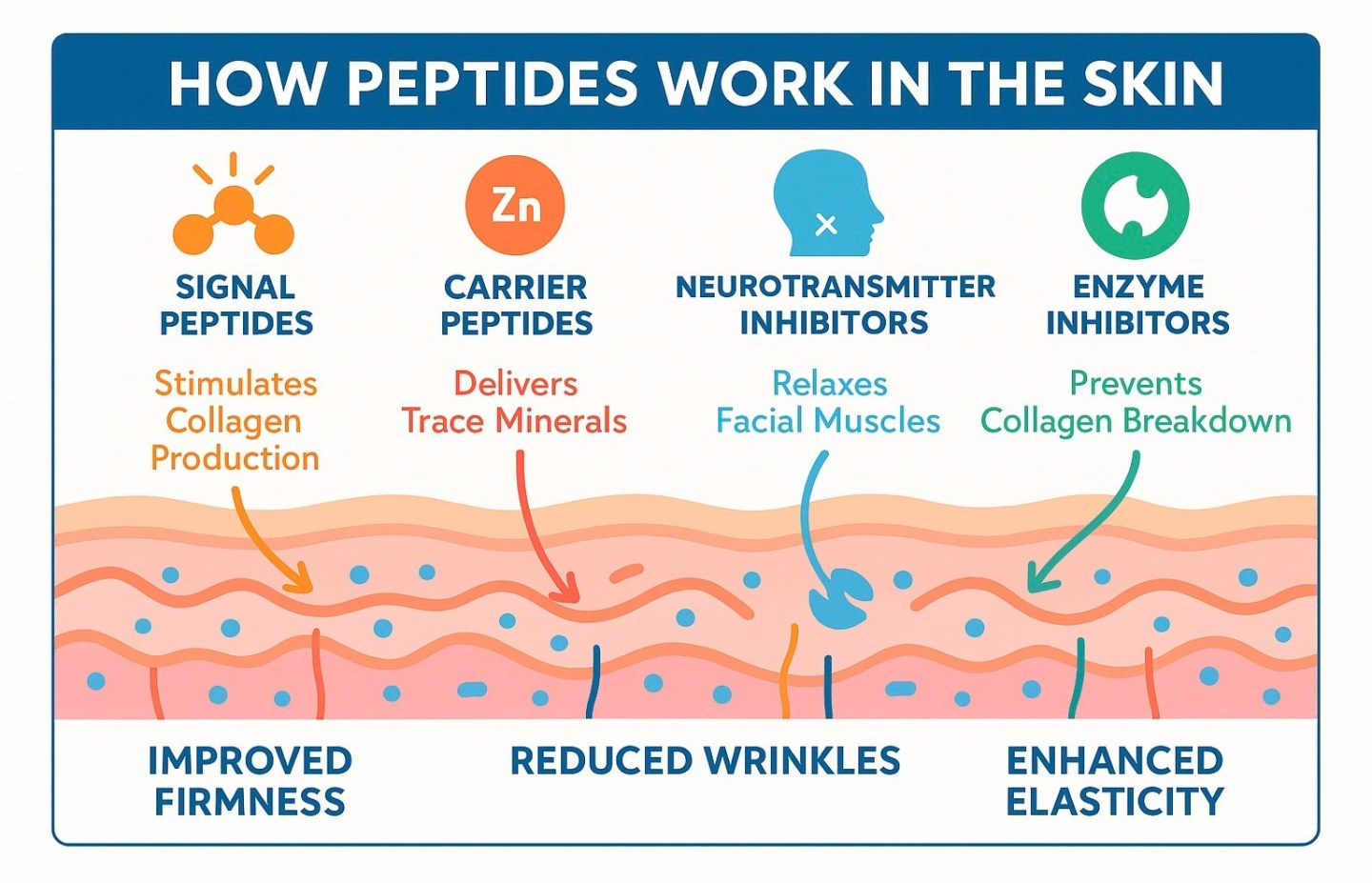 How Peptides Work in the Body Explained Simply